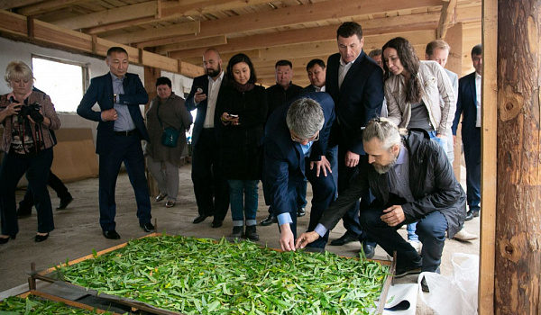 В Бурятии изготавливают целебный чай без кофеина