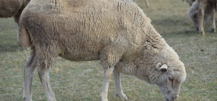 Беспрецедентный проект Бурятии: каждый нуждающийся может получить бесплатную отару овец