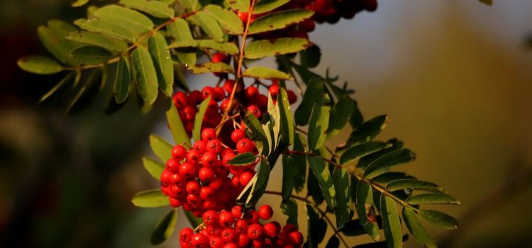 Герои Отечества – славные сыны народов Бурятии